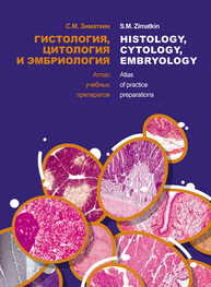 Гистология, цитология и эмбриология. Атлас учебных препаратов = Histology, Cytology, Embryology. Atlas of practice preparations ЗИМАТКИН С. М.