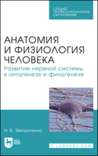 Анатомия и физиология человека. Развитие нервной системы в онтогенезе и филогенезе Звездочкина Н. В.